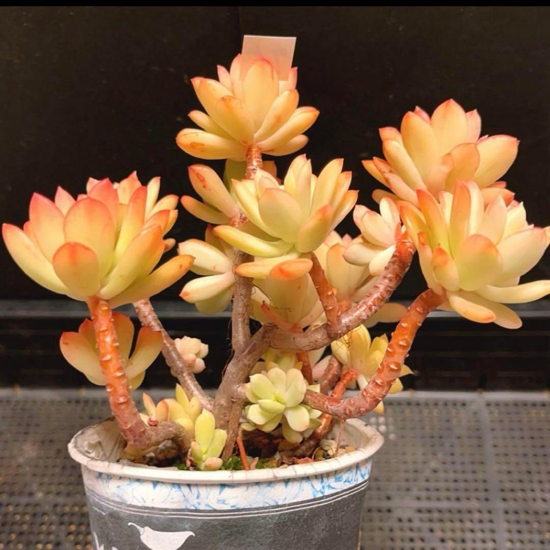 75#多肉植物❤️ミニベル錦群生❤️極美斑　極美苗❤️12頭17cm!拔キ苗！