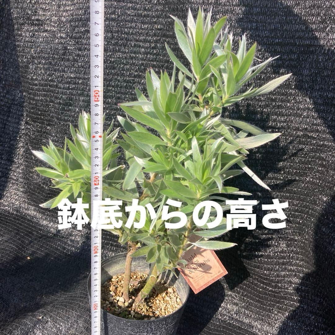③ஐ光るシルバーリーフ*ஐリューカデンドロン・苗木【シルバーアフリカーナ】６号