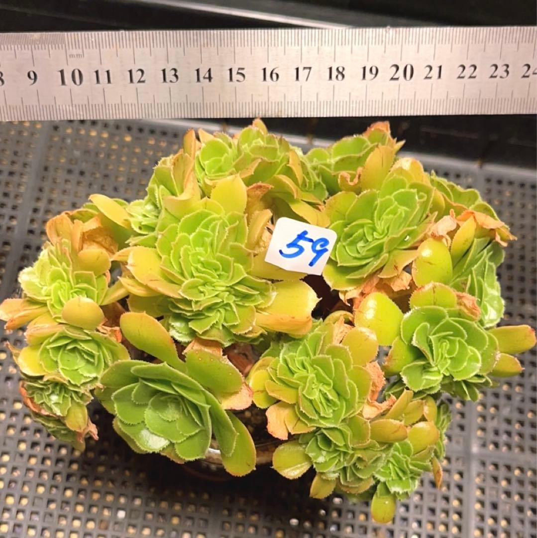 59多肉植物 アエオニウム ❤️小葉香炉皿法師セッカ❤️16cm鉢土付き出荷