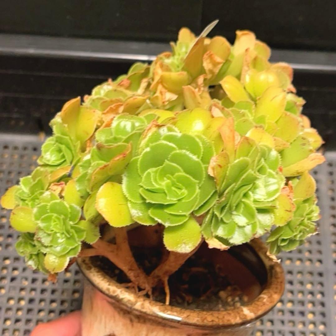 59多肉植物 アエオニウム ❤️小葉香炉皿法師セッカ❤️16cm鉢土付き出荷