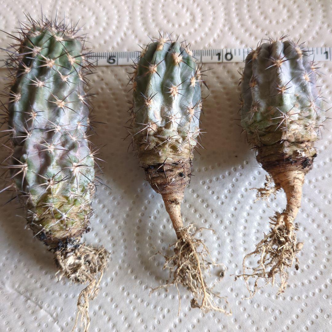 グラウカム　国内実生株3セット　抜き苗発送