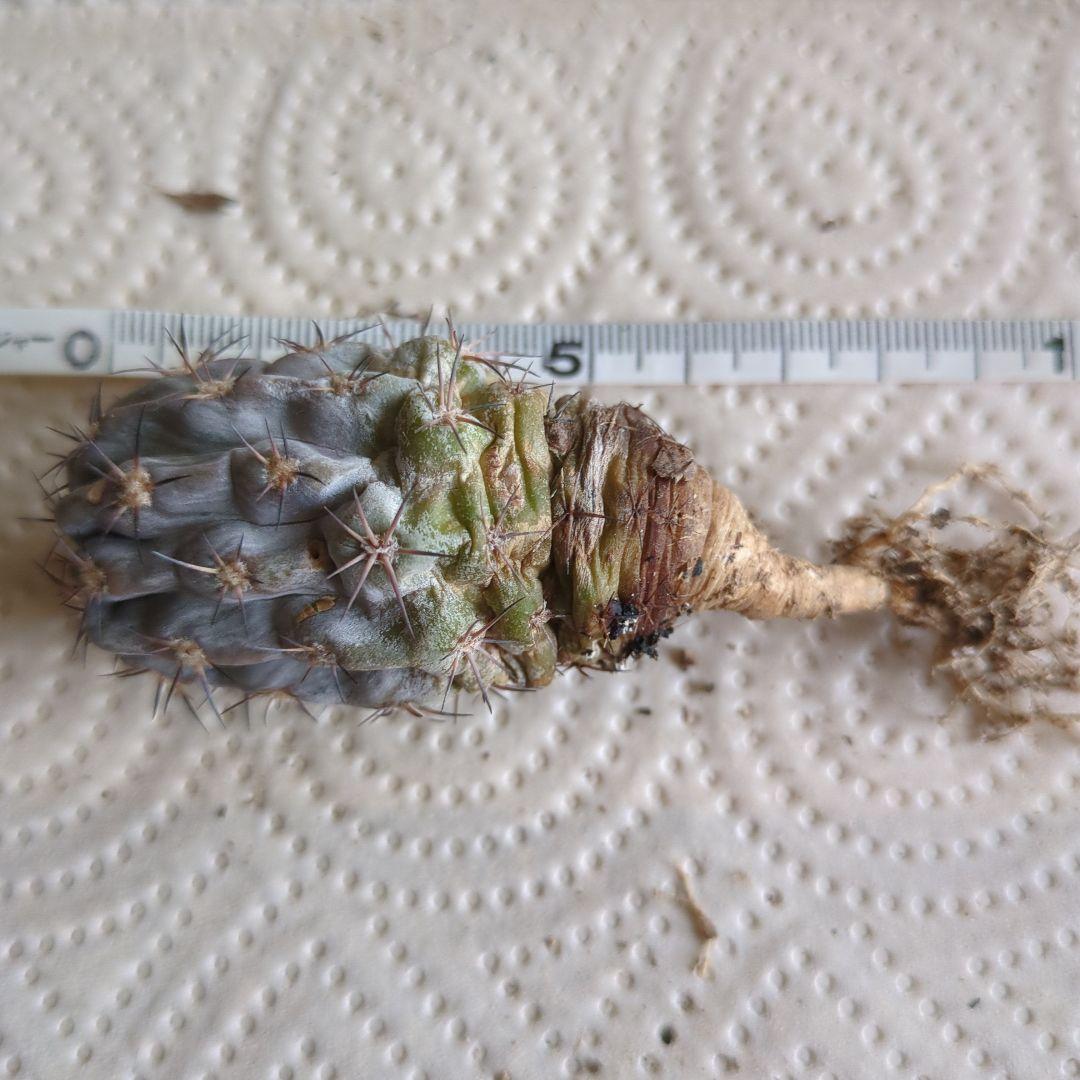 グラウカム　国内実生株3セット　抜き苗発送