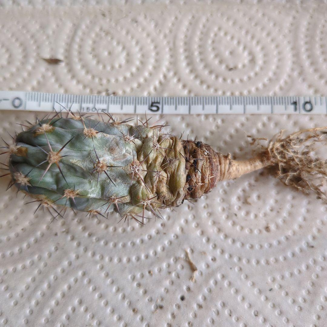 グラウカム　国内実生株3セット　抜き苗発送