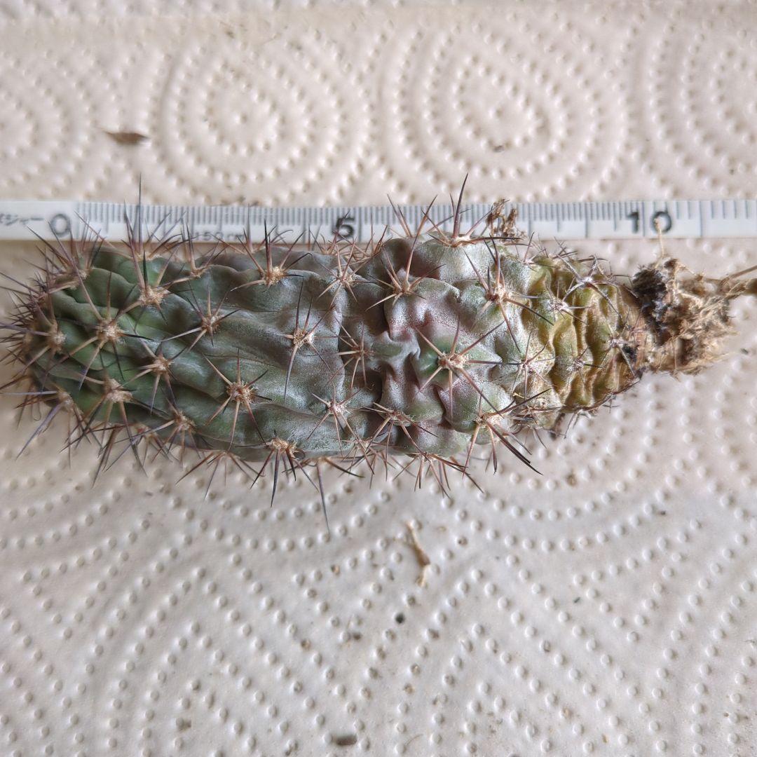 グラウカム　国内実生株3セット　抜き苗発送