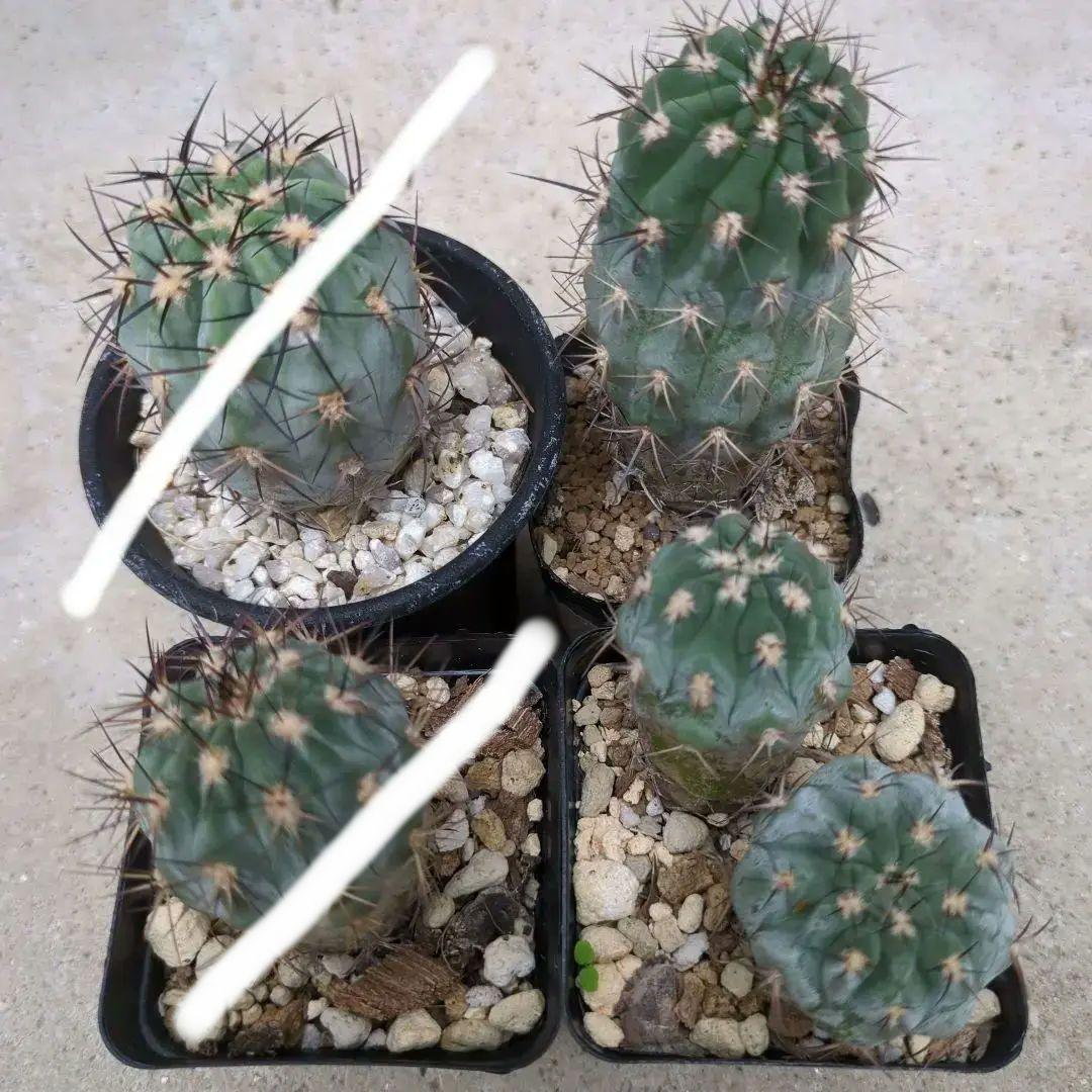 グラウカム　国内実生株3セット　抜き苗発送