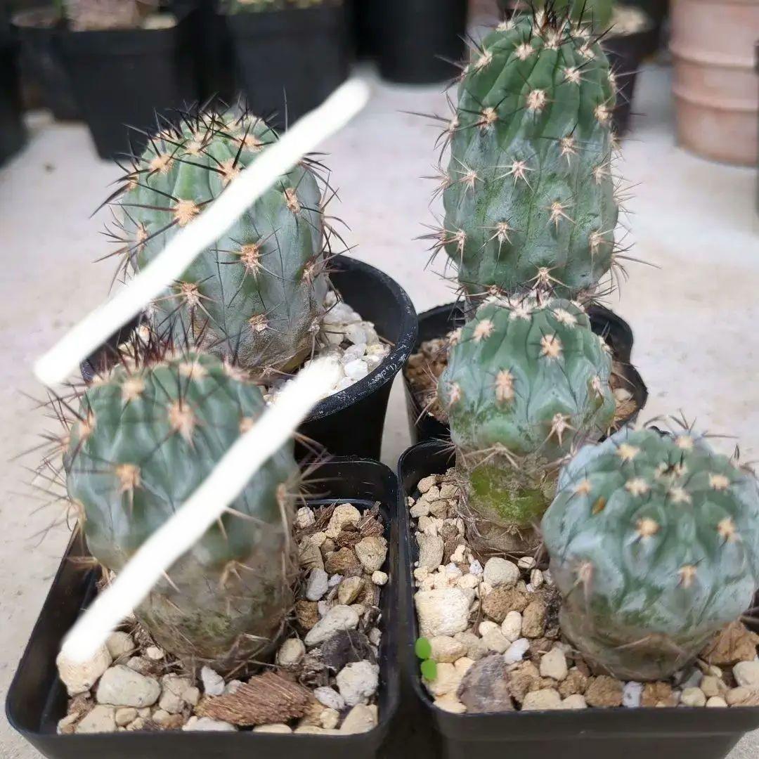 グラウカム　国内実生株3セット　抜き苗発送