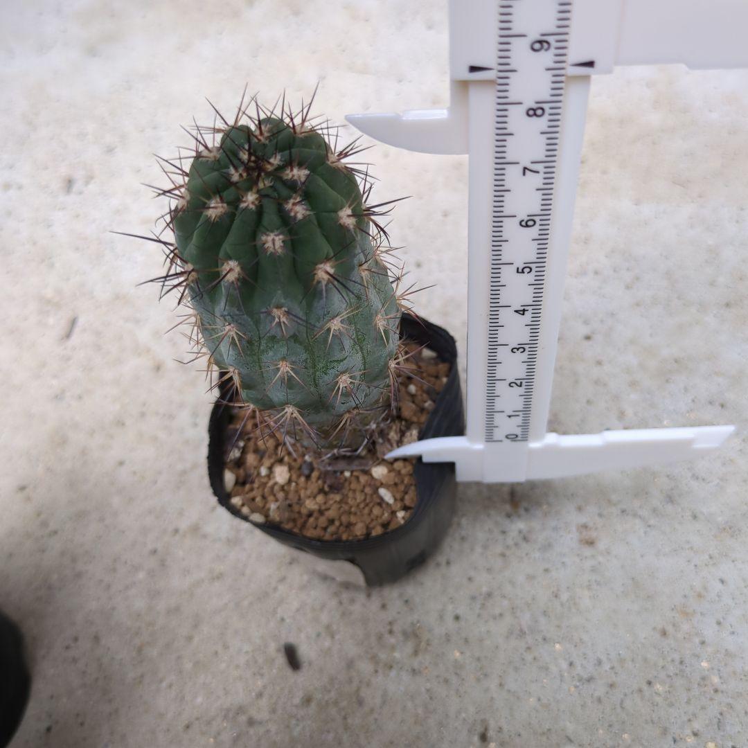 グラウカム　国内実生株3セット　抜き苗発送