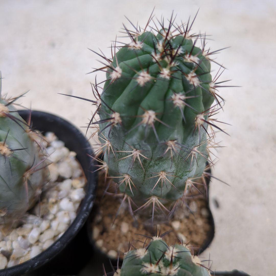 グラウカム　国内実生株3セット　抜き苗発送