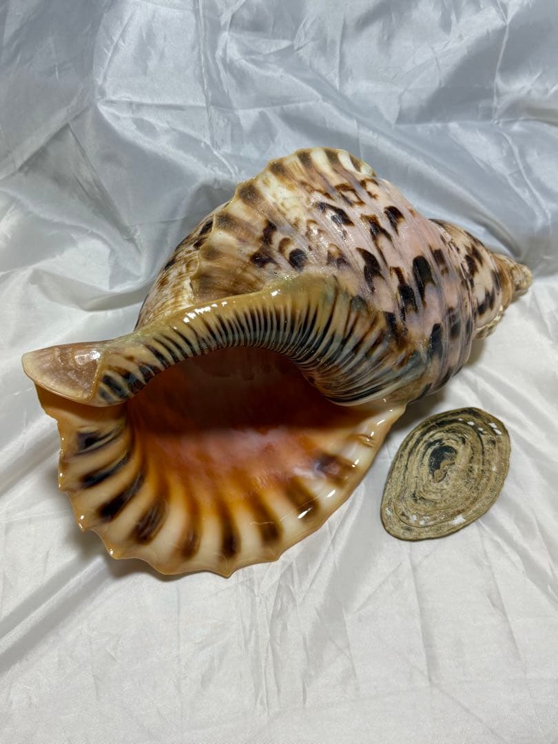 貝殻(沖縄の青い海の宝) ホラ貝蓋付