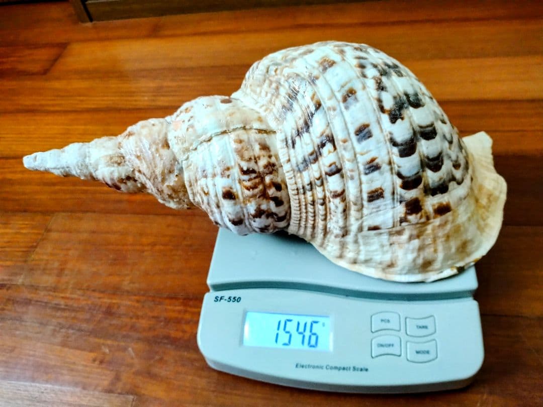 法螺貝 ほら貝 ホラ貝 38cm 1.5キロ　特大 沖縄