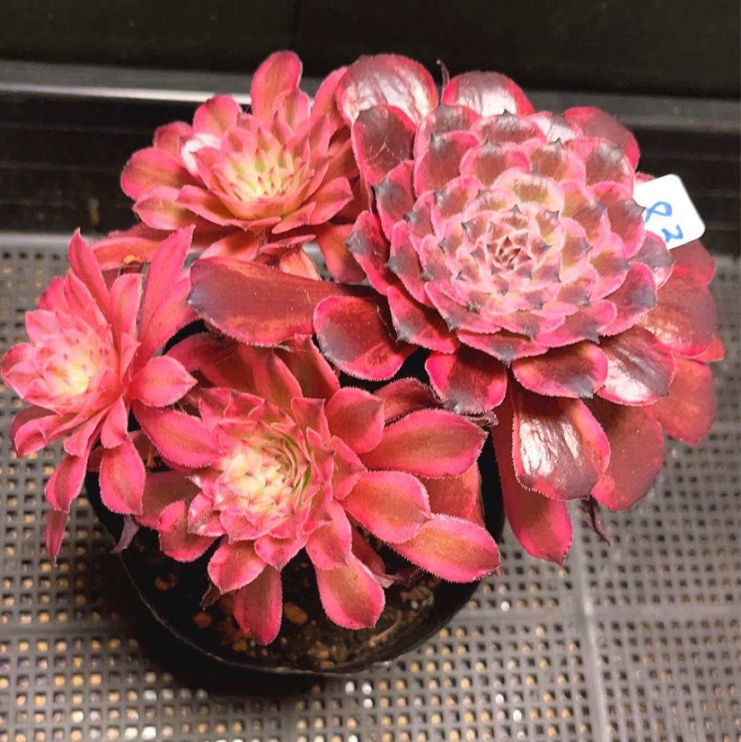 83#多肉植物❤️アエオニウム錦❤️水墨畫❤️仙墨❤️1大頭3小頭18cm 鉢土付き出荷