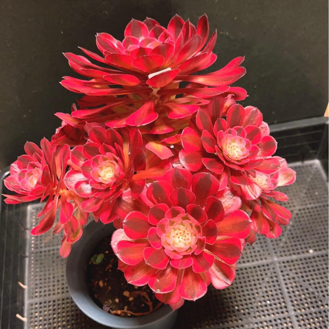 89#多肉植物アエオニウム錦❤️ ガーネット白斑錦 ❤️1大頭9小頭 25cm拔き苗