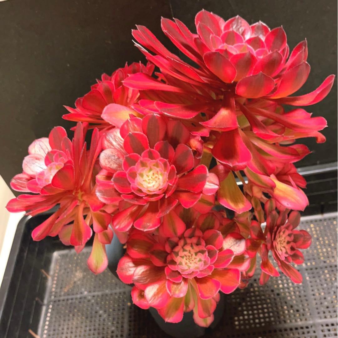 89#多肉植物アエオニウム錦❤️ ガーネット白斑錦 ❤️1大頭9小頭 25cm拔き苗