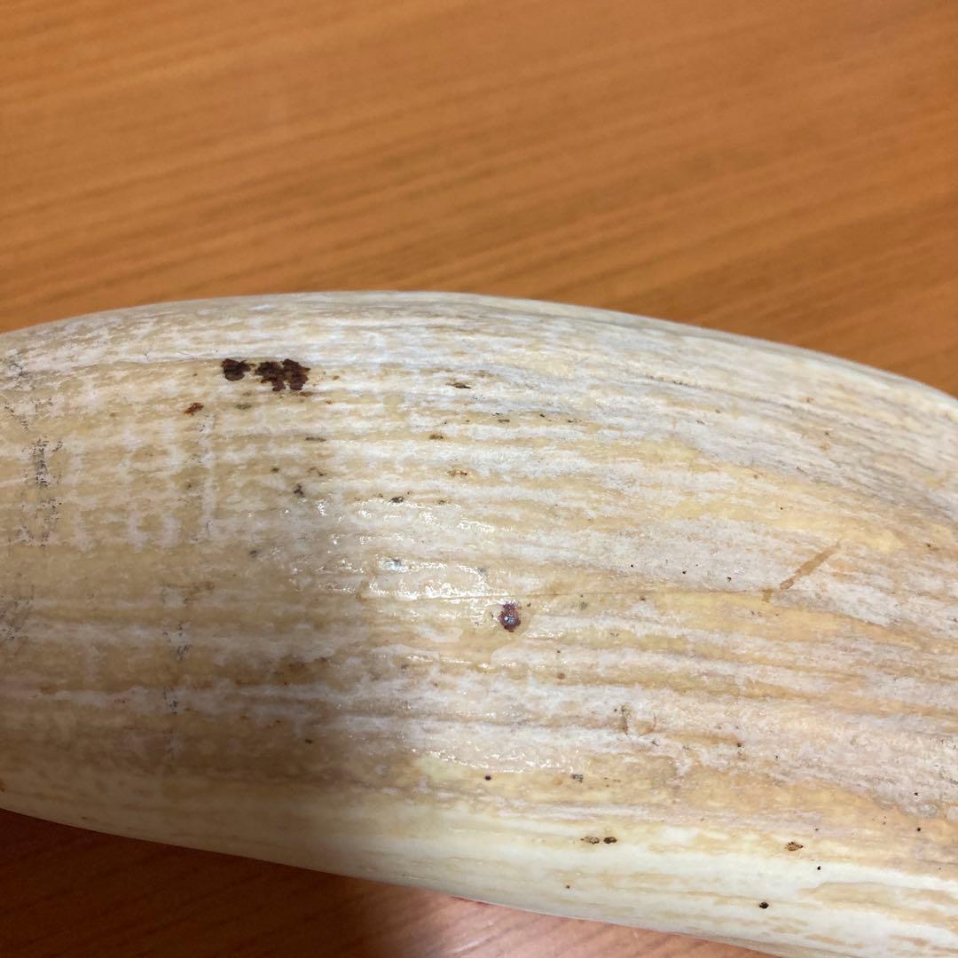 鯨の歯　マッコウクジラの歯　くじらの歯