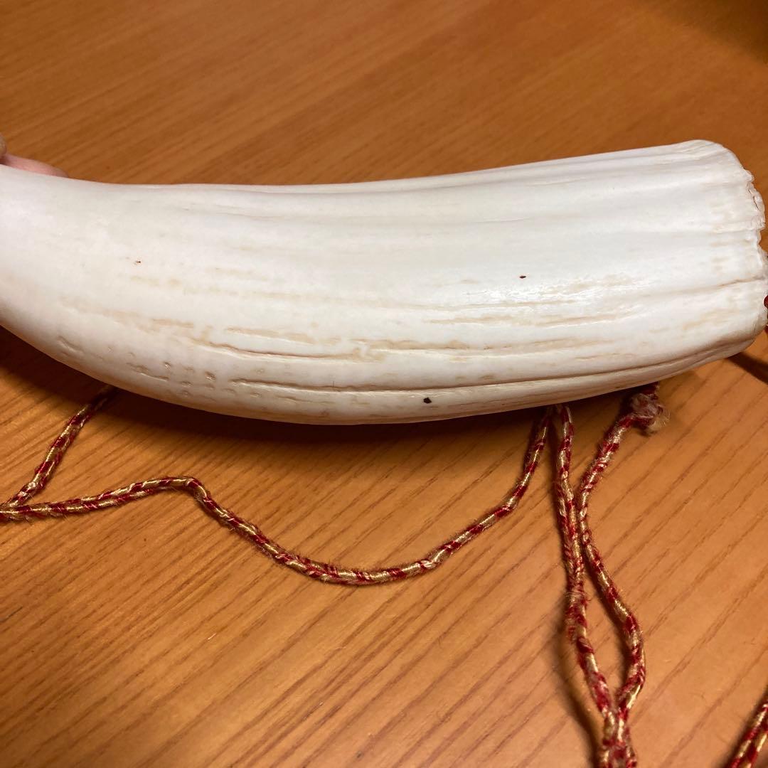 鯨の歯　マッコウクジラの歯　くじらの歯