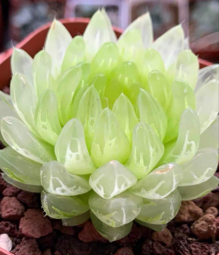 チ*6様 多肉植物　ハオルチア　太陽の恋人　エメラルドLED変異黄琥珀斑 糊斑