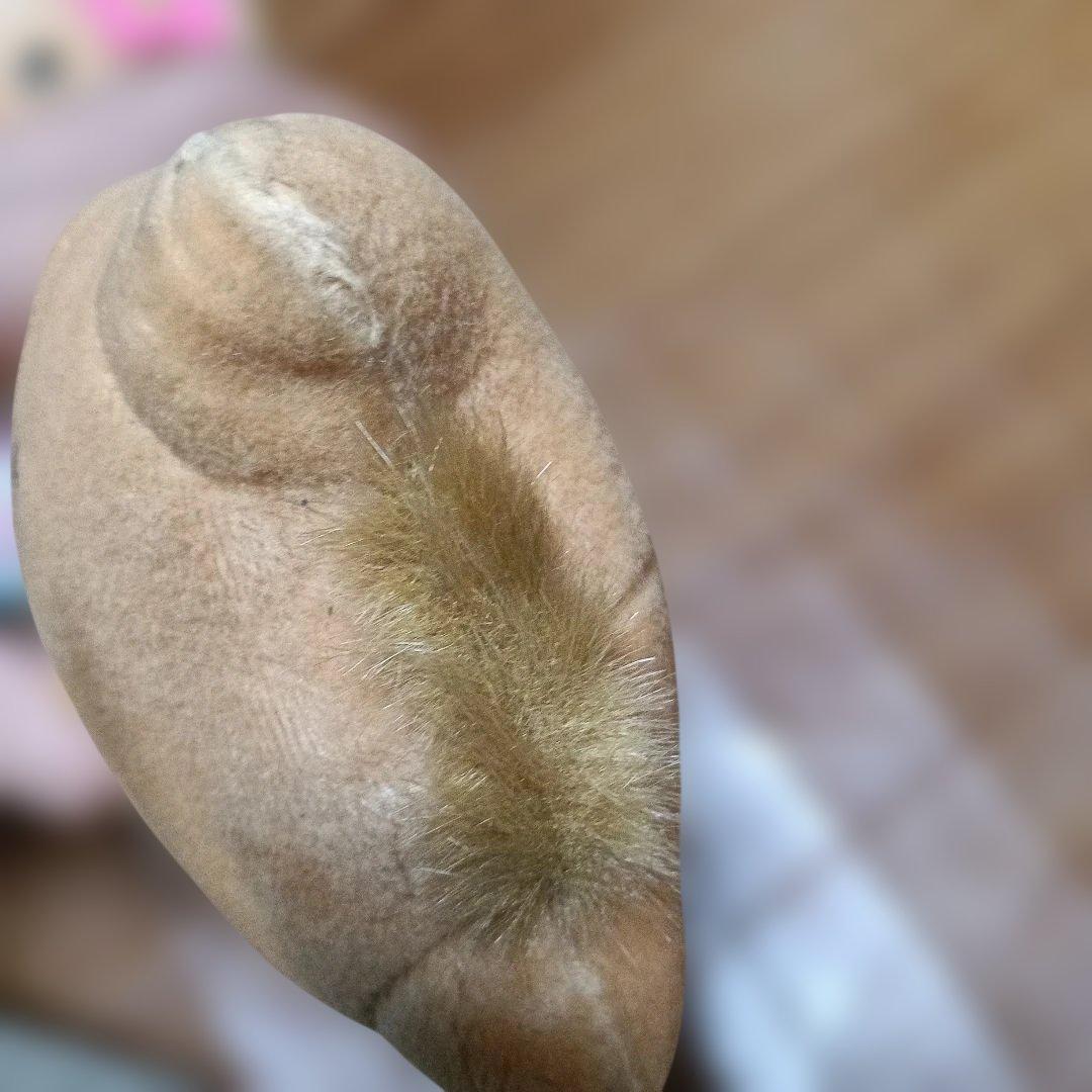 激レア！ハローキティ ダニエル 日焼け サーフィン 当時物 希少 サンリオ