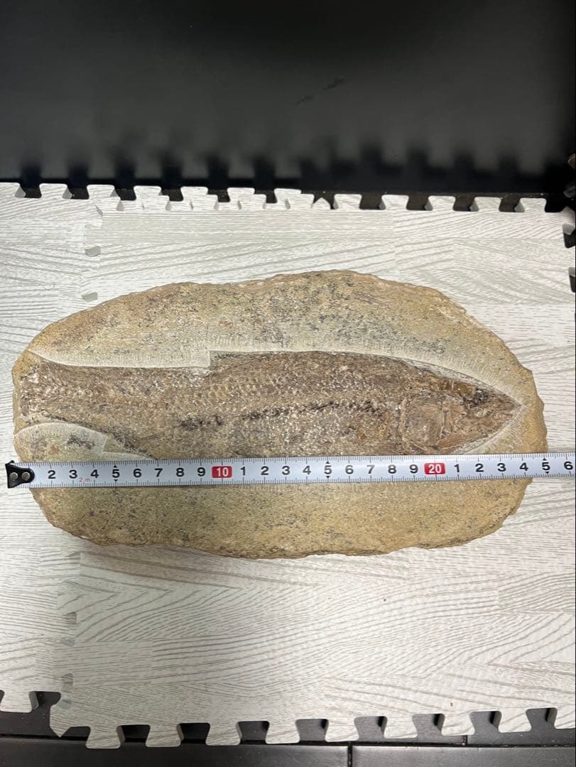 古代魚 タリアス 全身化石 ノジュール 白亜紀 ブラジル産 希少