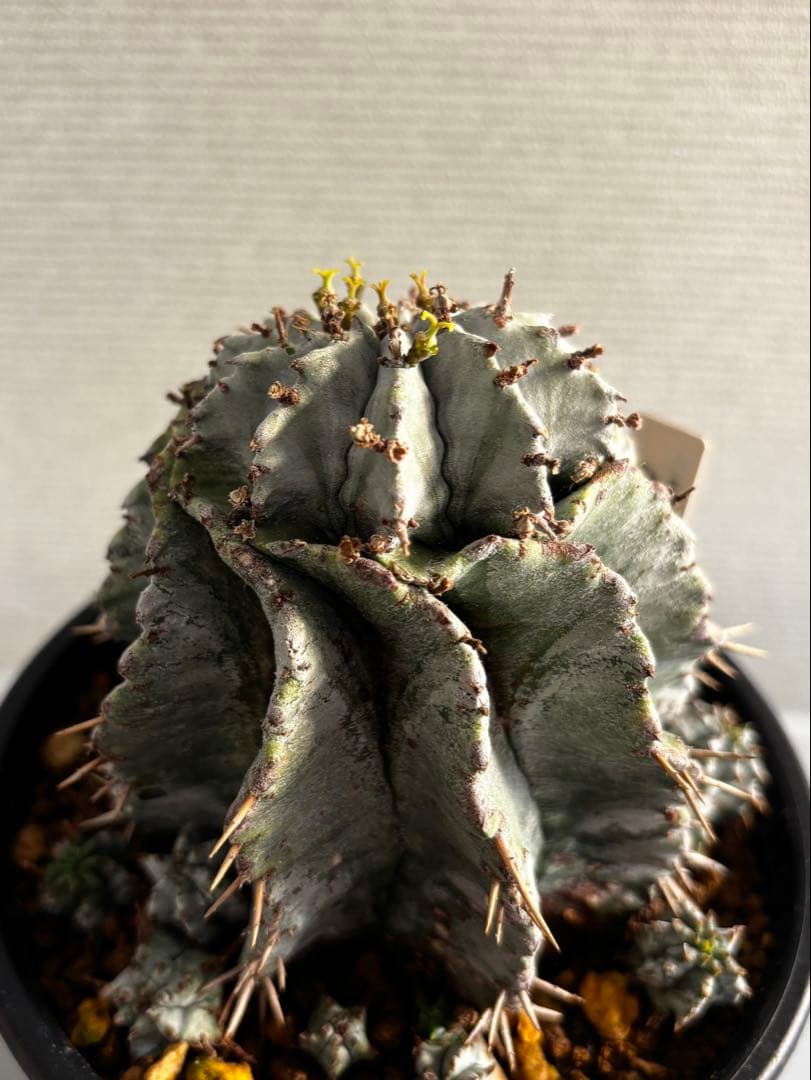 ユーフォルビア　ホリダ