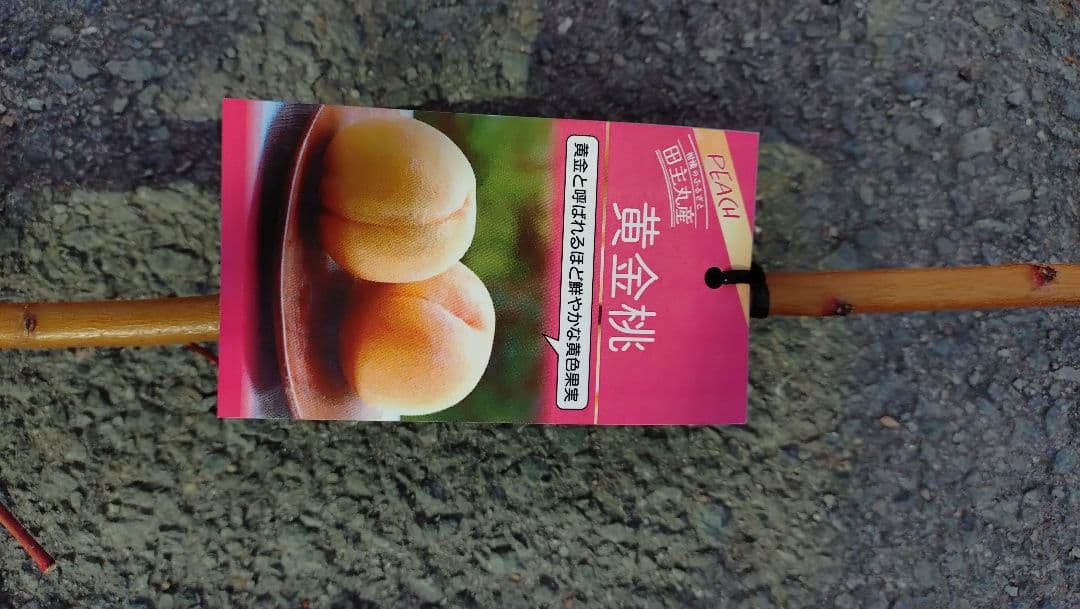 連休価格！「ひめこなつ」＆「黄金桃苗木」セット販売品企画！