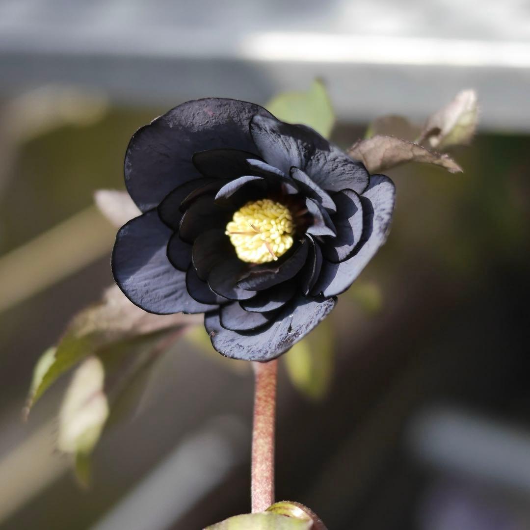 ブラックダブル　クリスマスローズ　開花株