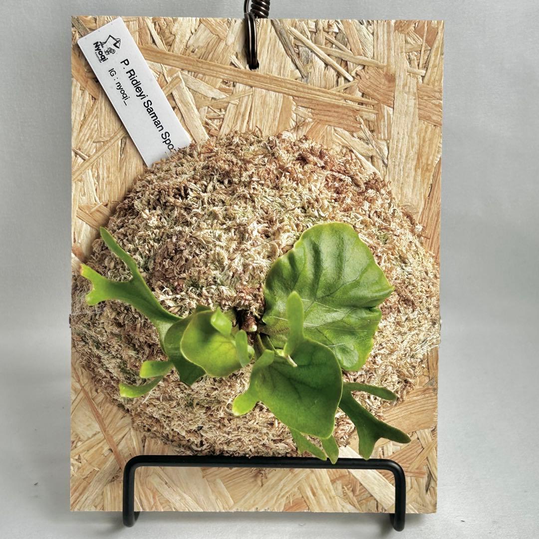P. Ridleyi Saman Sporeling【4】
