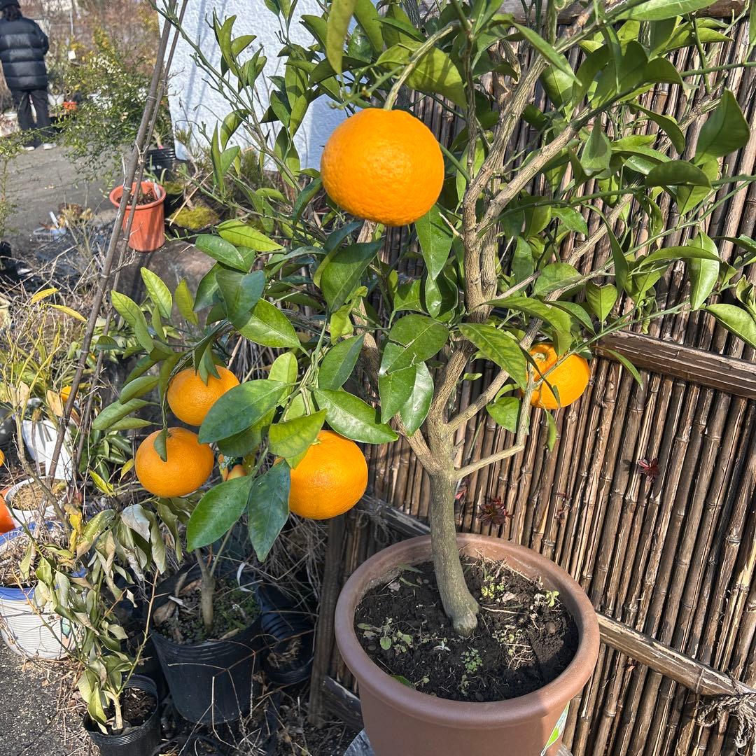 ム*ン様 甘夏の木 果実付き