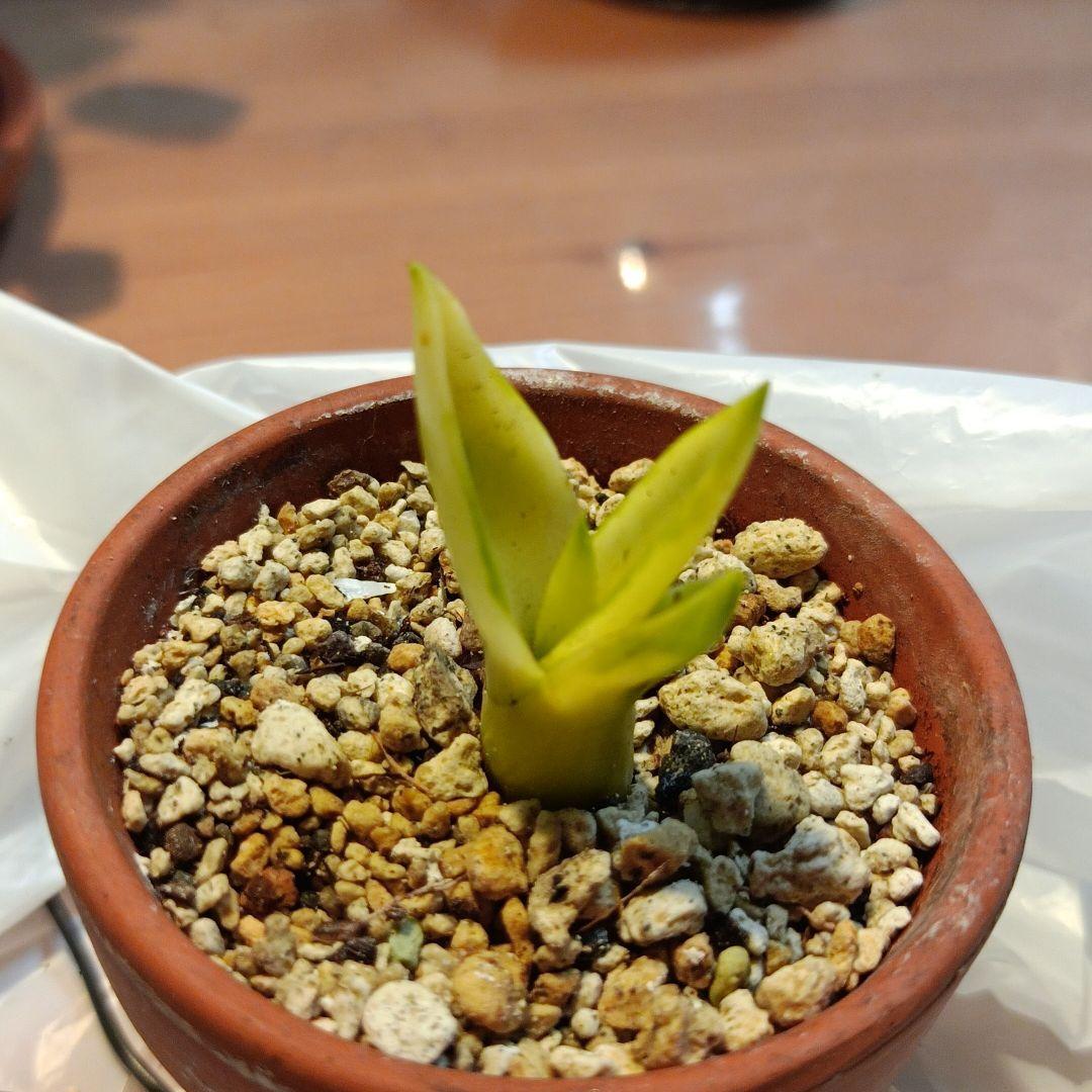 アガベベネズエラ みーこ様 確認 用