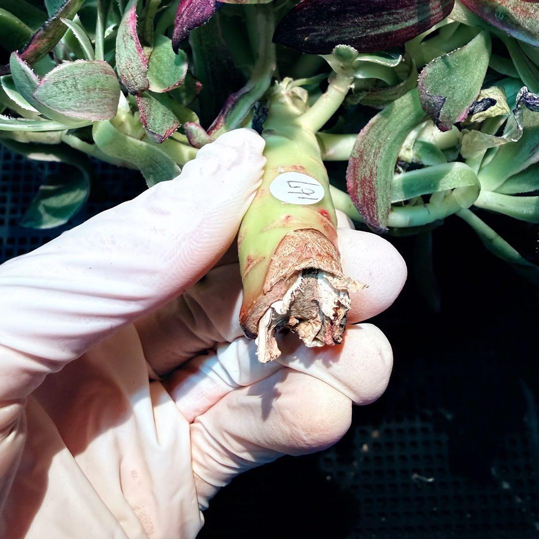 新入荷　超レア新品種　天驕伯爵錦(ブーケ群生) 法師錦　観葉植物