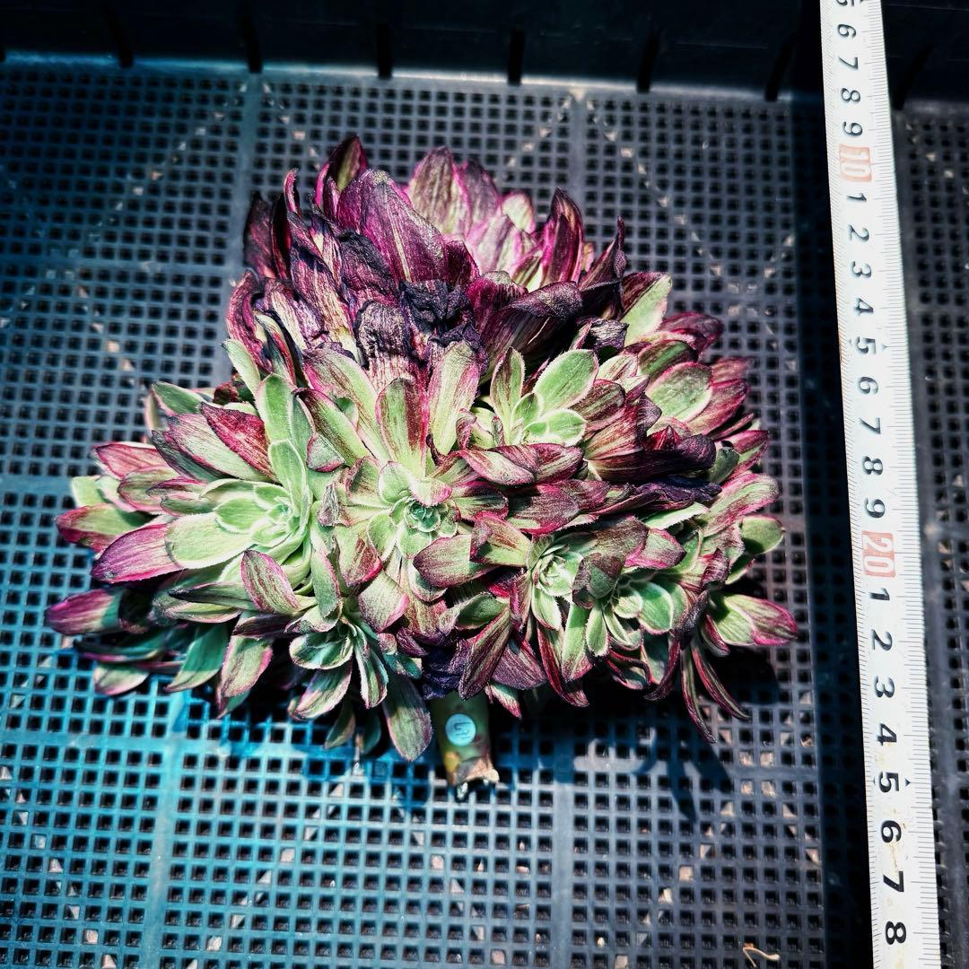 新入荷　超レア新品種　天驕伯爵錦(ブーケ群生) 法師錦　観葉植物