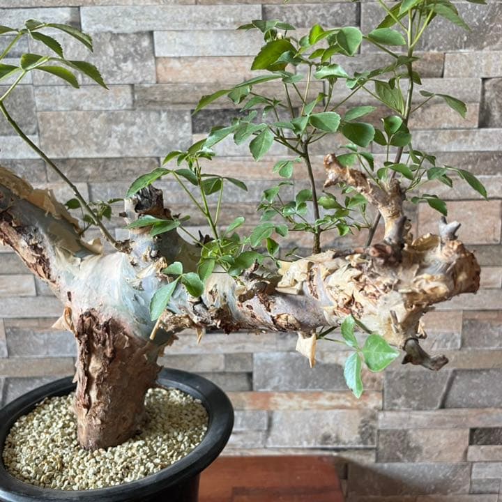 コミフォラ　カタフ　ターカネンシス　灌木　塊根植物　コーデックス