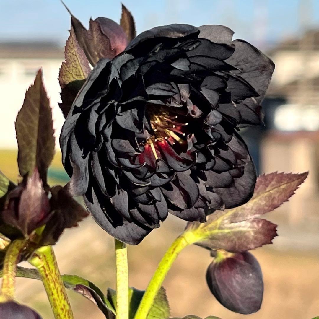 ｍ*a様 3583☘️蕾花付き☘️⭐️真黒⭐️小輪⭐️超多弁⭐️広瀬園芸⭐️