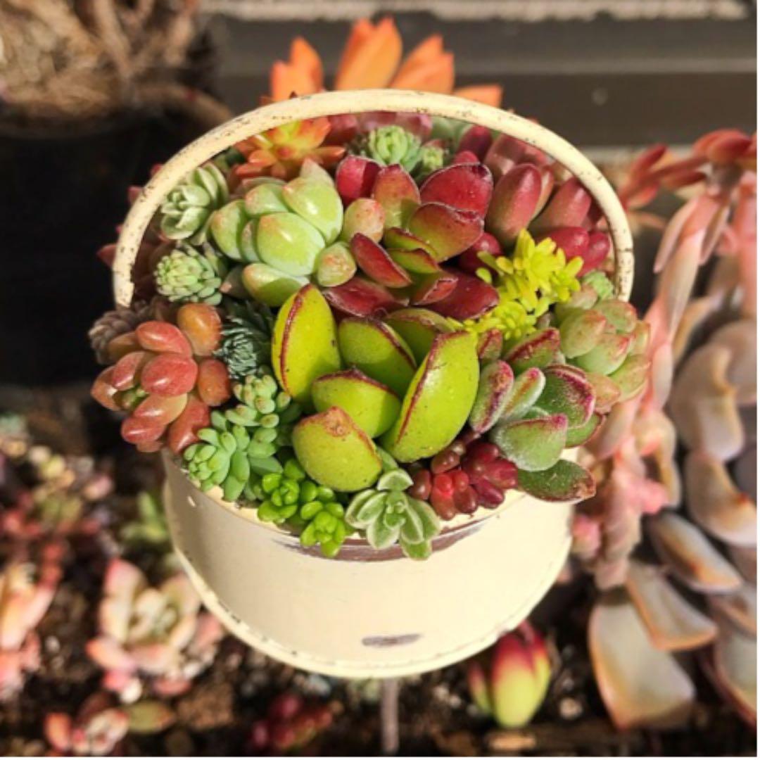 ★多肉植物　寄せ植え〜ブリキピック寄せ〜そのまま飾れます(*≧∀≦*)★