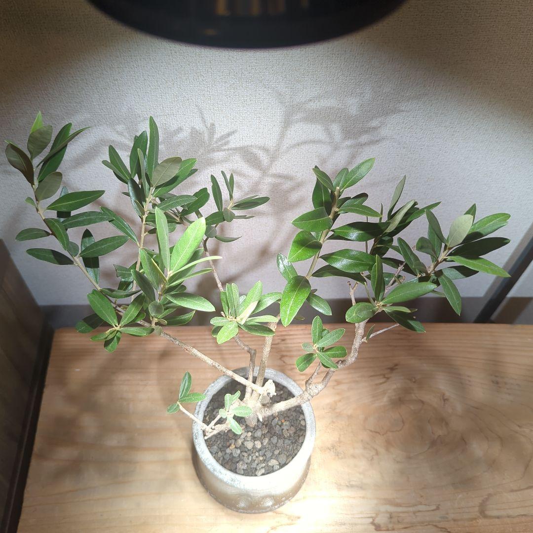 ☆OLIVE☆　オリーブ　シプレッシーノ　4.5号　信楽焼き鉢植え込み