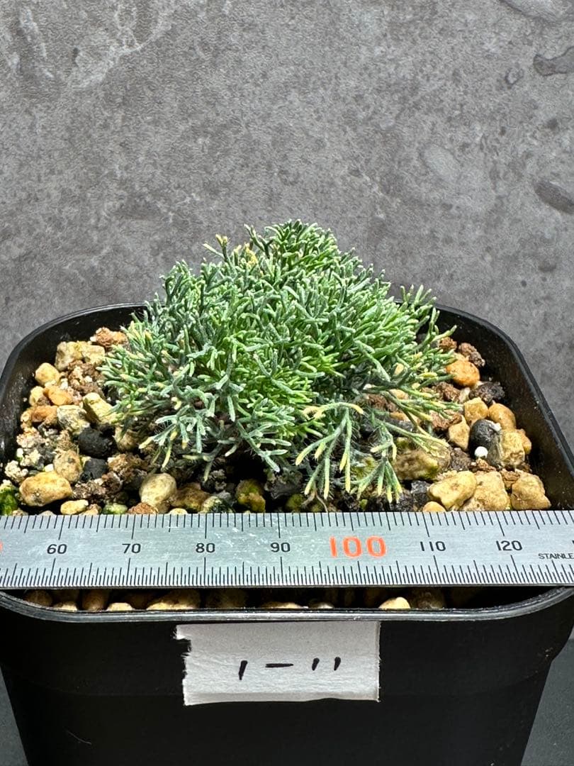 モンソニア　ペニクリナム　実生　1-11 サルコカウロン　ペニクリナ　冬型　塊根