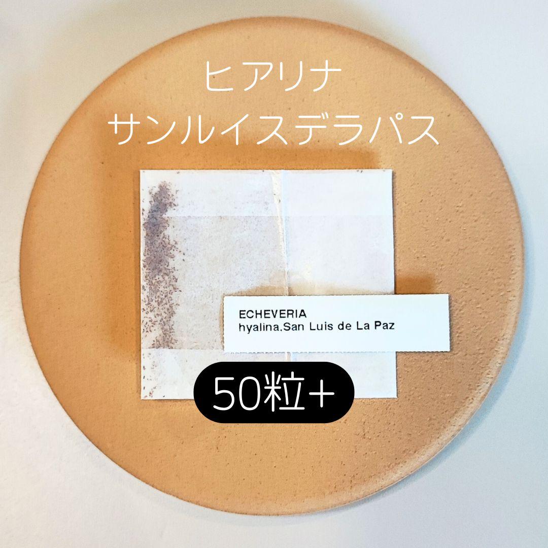 サイダー様 リクエスト 5点 まとめ商品