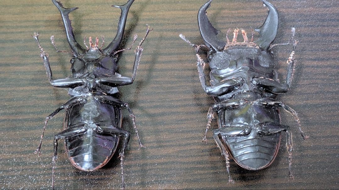 昆虫　フィギュア　涅槃　オオヒラタクワガタ　ギラファノコギリクワガタ