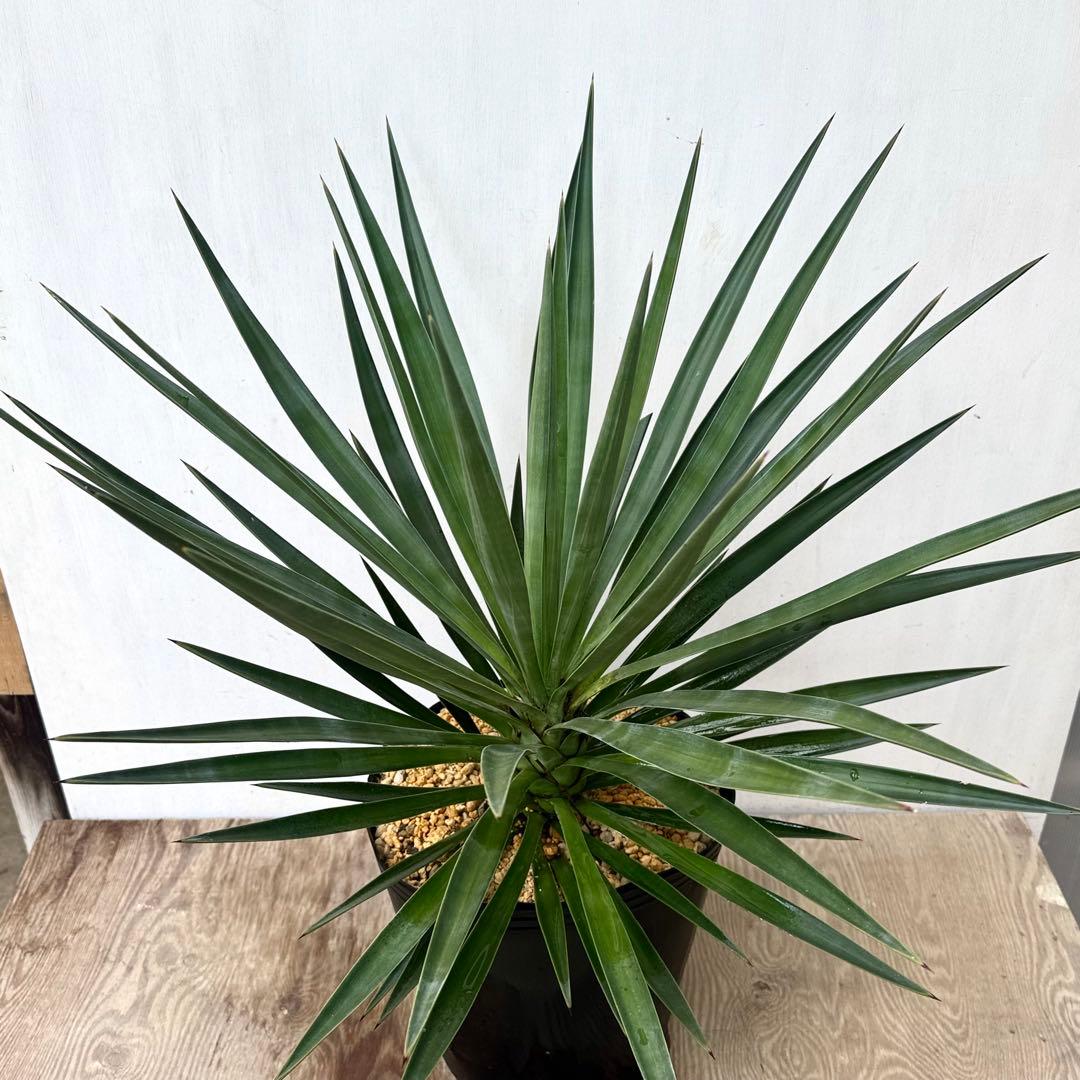\"Yucca aloifolia \"ユッカアロイフォリアドライガーデン ユッカ
