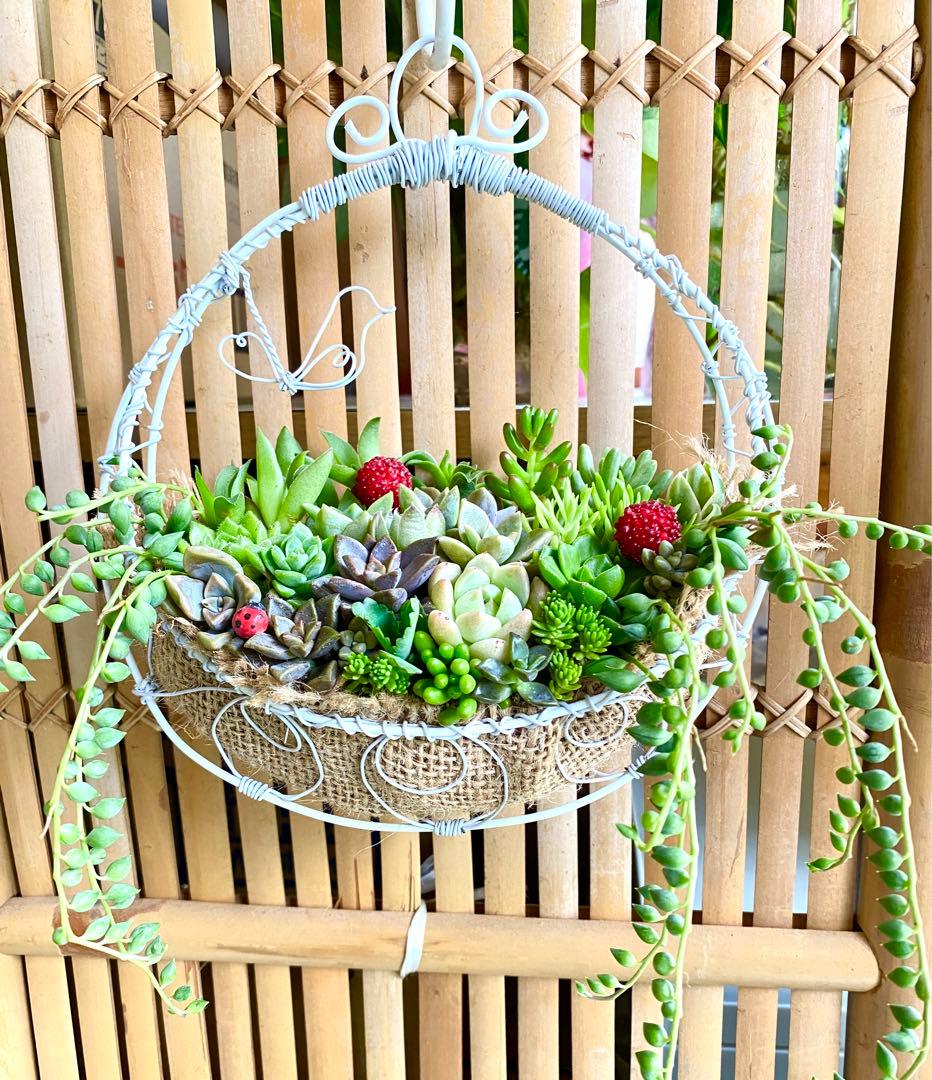 ✿多肉寄せ植え✿白かご✿ワイヤークラフト籠 ✿そのまま飾れます