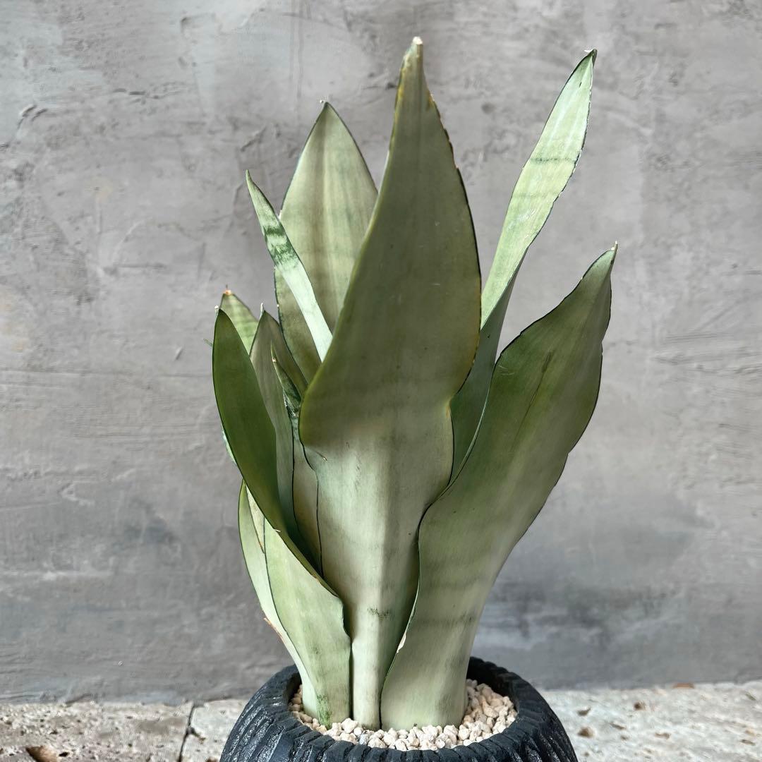 サンスベリア　ムーンシャイン　陶器鉢　植え込み発送