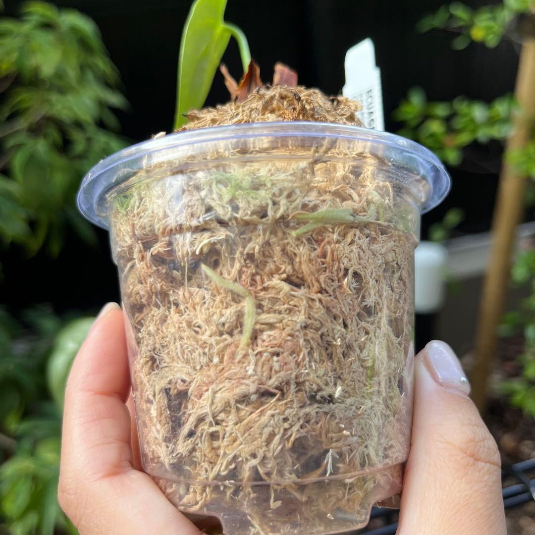 192 recavum レカバム　アンスリウム　Anthurium
