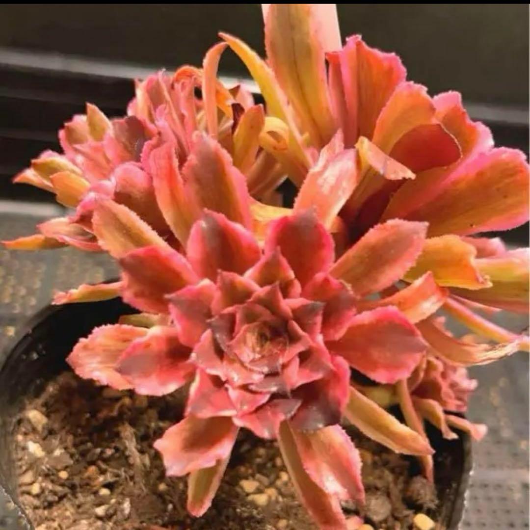 82#多肉植物アエオニウム錦❤️ 皺葉仙墨 ❤️1大頭5小頭14cm 鉢土付き出荷