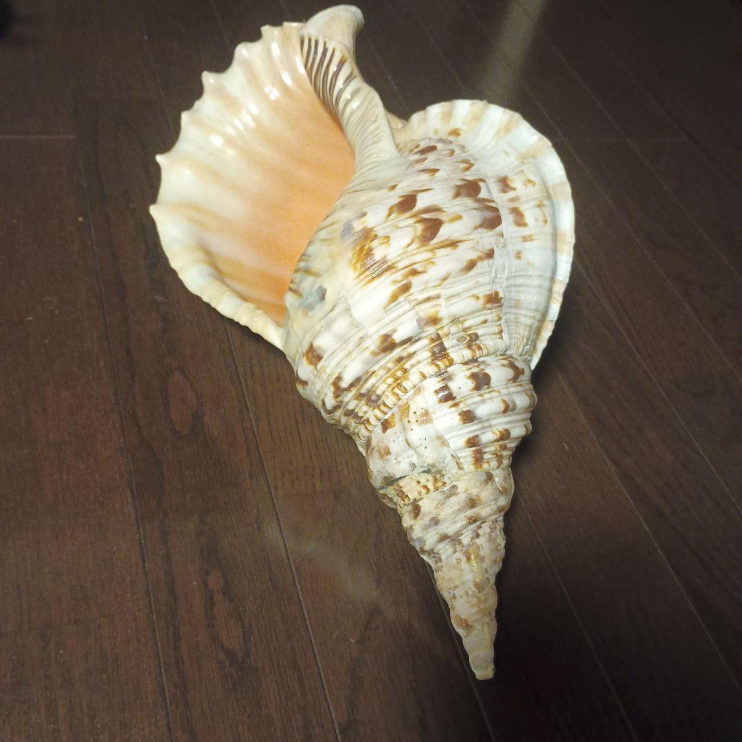 開*龍様 法螺貝 特大 42cm 1871.3Kg 超希少価値✨