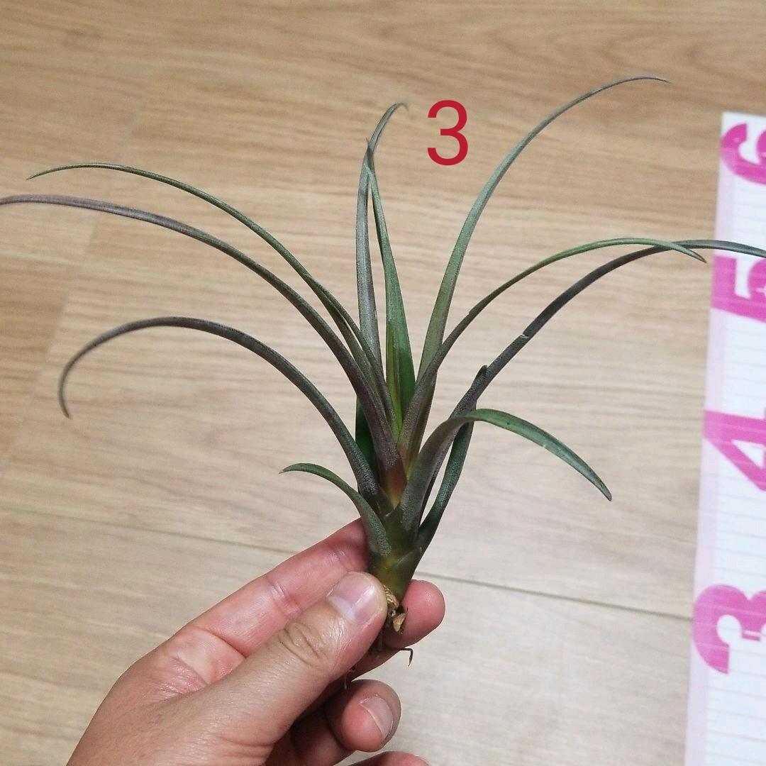 タケ様確認用