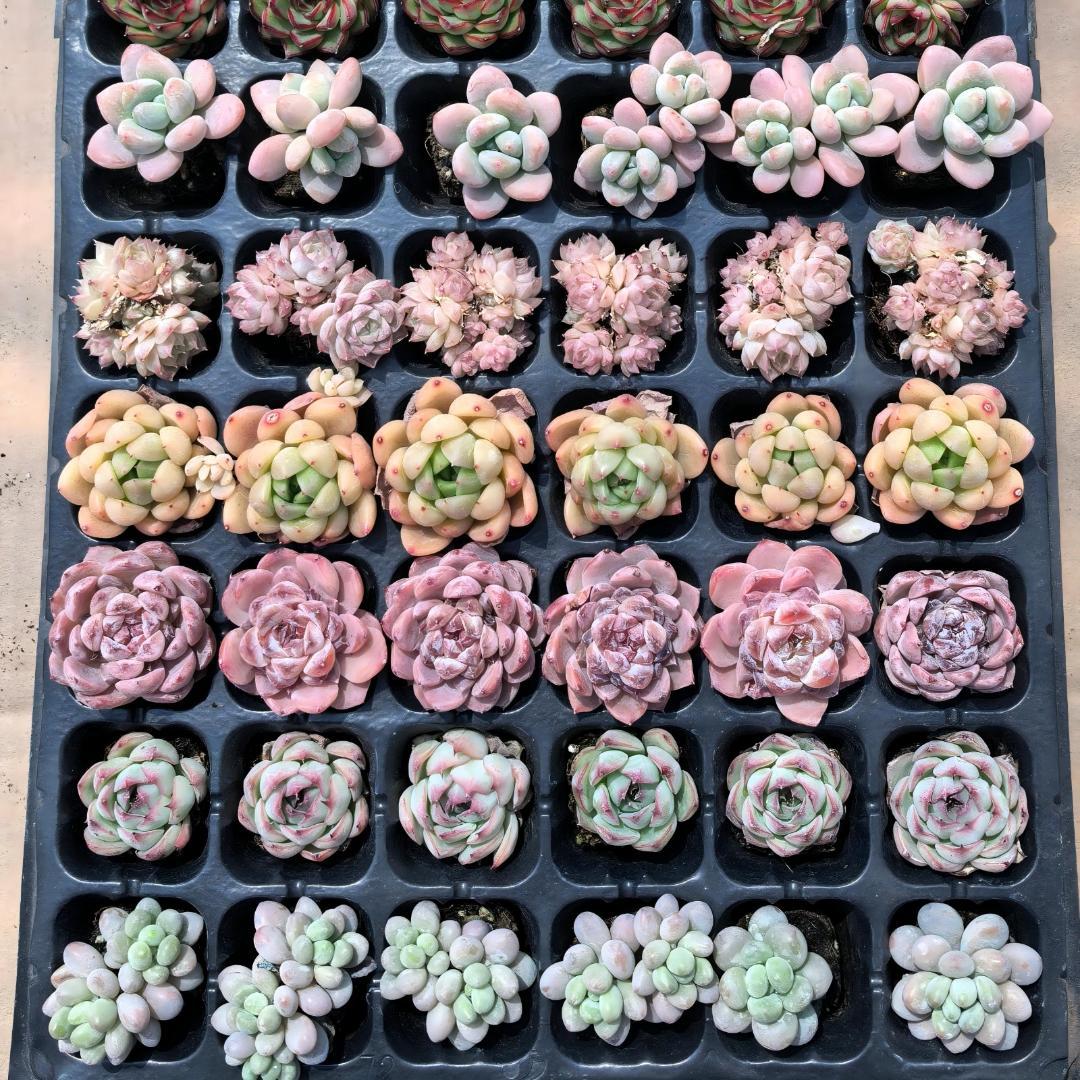 Top【選抜株】多肉植物　25464スターマーク　105個　プラグトレー苗