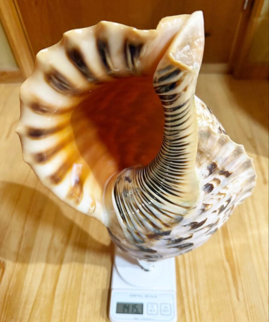 特大肉厚42.5㎝修験道法螺貝　山伏　密教　魔除け　熊よけ❣️ホラガイ　ほら貝