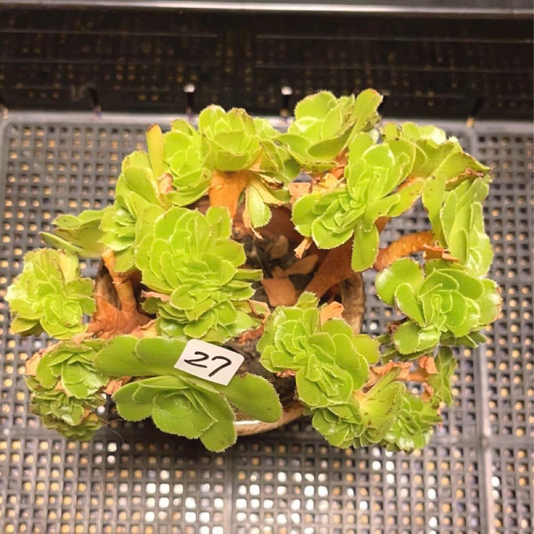27#多肉植物 アエオニウム ❤️小葉香炉皿法師セッカ❤️15cm!拔き苗！