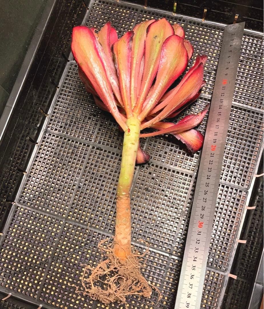 97#多肉植物アエオニウム錦❤️Vodoo錦紅魔女❤️1大頭22cm高38cm拨き苗