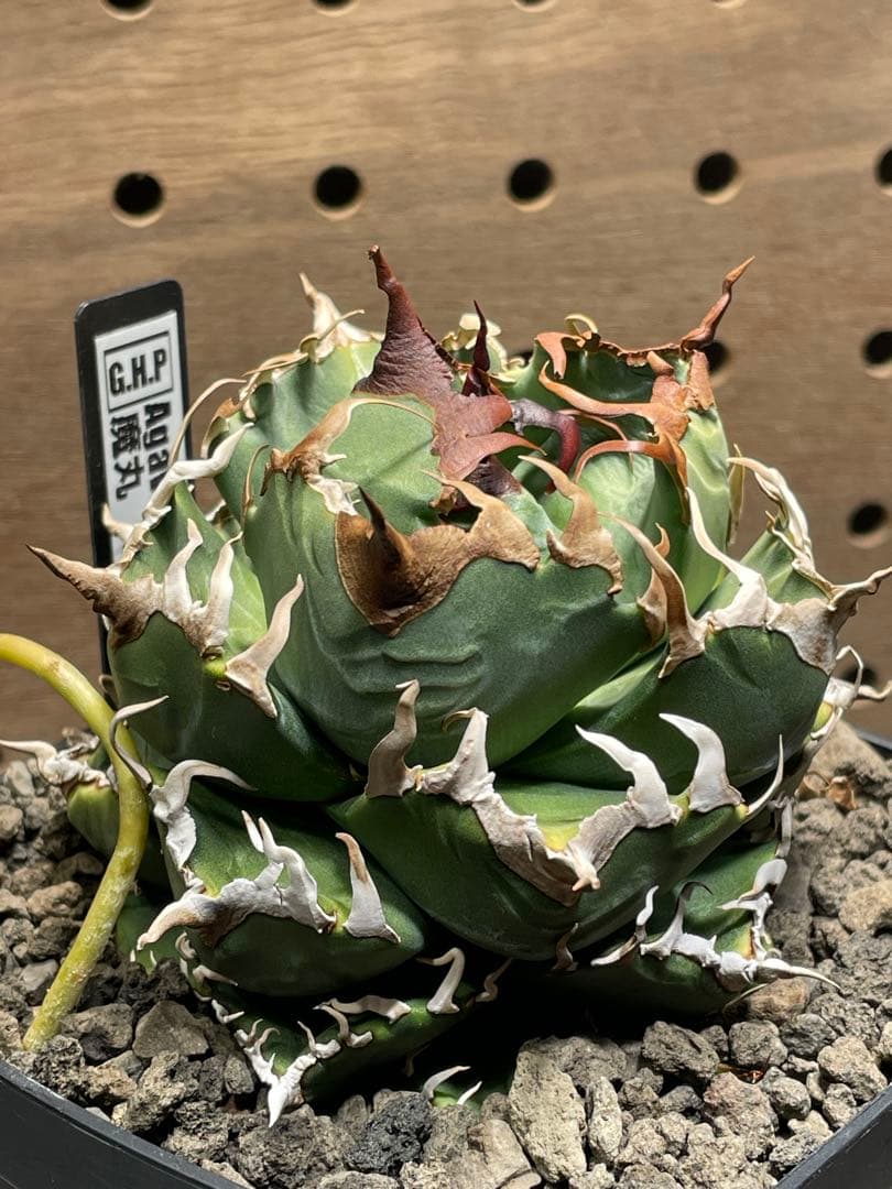 ど*ち様 アガベ　チタノタ　魔丸　鉢のままメルカリ便発送