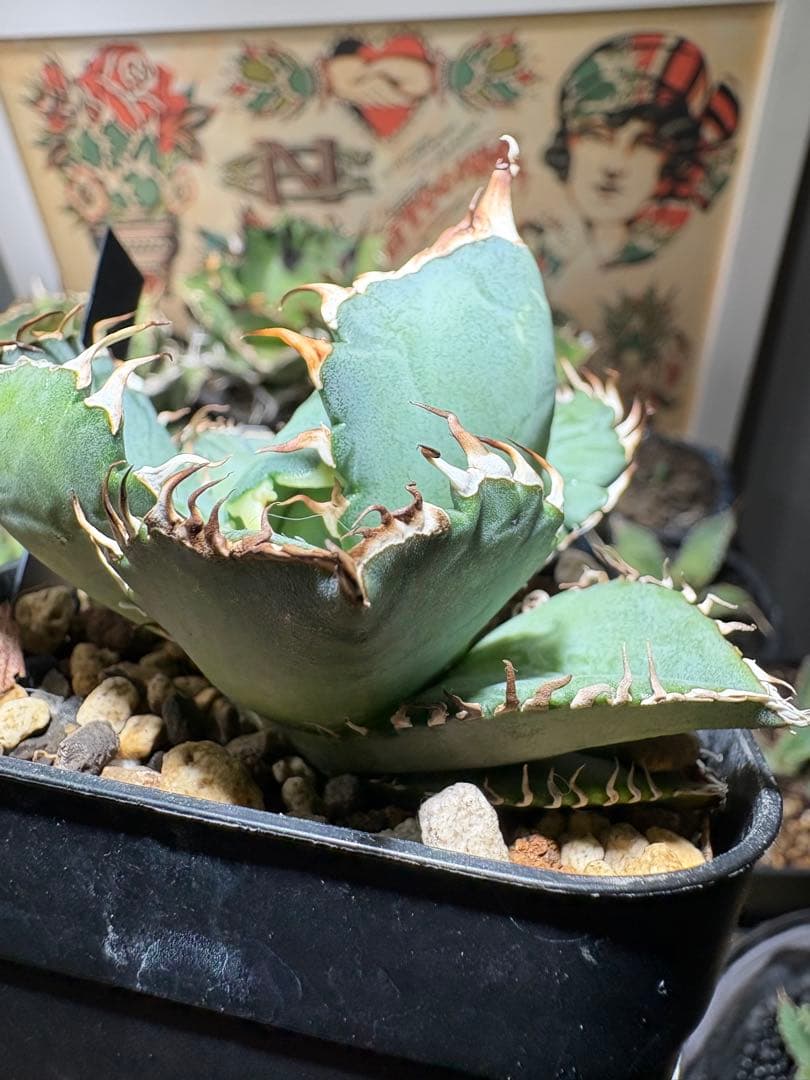 アガベOteroi Oaxaca seedling